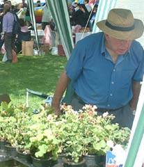 Summer plants on sale